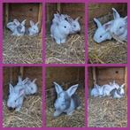 Mooi nestje duitse reusjes, Dieren en Toebehoren, Konijnen, Meerdere dieren, Groot