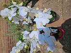Kunst 0rchidee, Tuin en Terras, Ophalen, Zomer, Overige soorten, Volle zon