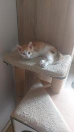 Maine coon kruising 3/4 heeft nog steeds blauwe ogen, Meerdere dieren, Ontwormd, 0 tot 2 jaar