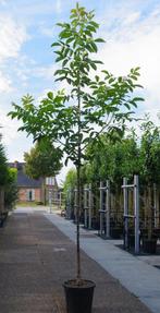 Vogeltjesbos voedselbos bomen en struiken juglans regia, Tuin en Terras, Lente, Overige soorten, Volle zon, Ophalen