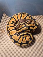 Pastel Nr manderin het puzzle, Dieren en Toebehoren, Reptielen en Amfibieën, Slang, 0 tot 2 jaar