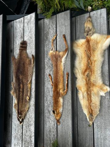 Drie mooie dierenhuiden aangeboden beschikbaar voor biedingen