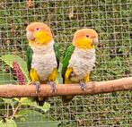 1-1 Roestkop Caique, Dieren en Toebehoren, Vogels | Parkieten en Papegaaien, Meerdere dieren, Papegaai, Geringd