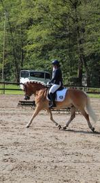 Bijrijder gezocht voor haflinger ruin 10 jaar, Dieren en Toebehoren