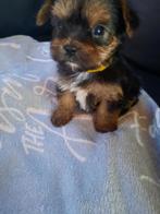 Te koop hele lieve Yorkshire Terrier puppies, Yorkshire Terriër, CDV (hondenziekte), 8 tot 15 weken, Meerdere