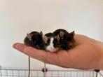 Tamme kleurmuizen ter adoptie - Rodent Rescue, Dieren en Toebehoren, Knaagdieren, Maart, Meerdere dieren, Muis