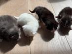 Kittens te koop – geboren 30 augustus, Dieren en Toebehoren, Katten en Kittens | Raskatten | Korthaar, Meerdere dieren, Ontwormd
