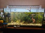 Aquarium met SuperFish Scaper LED 93 lamp, filters en vissen, Dieren en Toebehoren, Ophalen, Gebruikt, Gevuld zoetwateraquarium