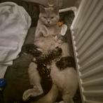 Brits korthaar kittens 100%, Dieren en Toebehoren, Katten en Kittens | Raskatten | Korthaar, Meerdere dieren, Ontwormd