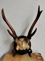 Gewei, taxidermie, rond bruin schild, Ophalen of Verzenden, Gebruikt, Hert, Gewei of Kop