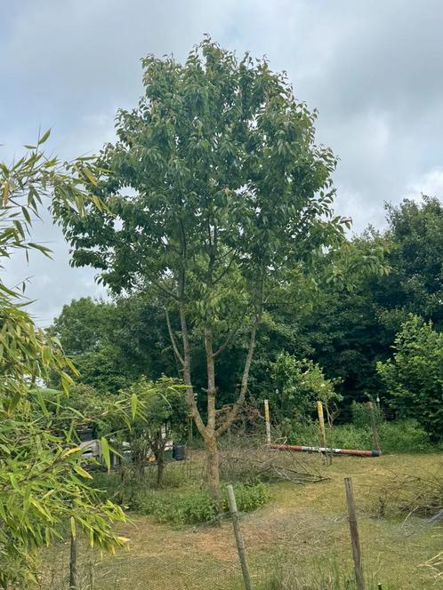 Kersenbomen, biologisch, Tuin en Terras, Planten | Fruitbomen, Kersenboom, Volle zon, Lente, Ophalen