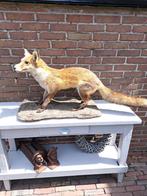 Mooi opgezette vos, Verzamelen, Ophalen of Verzenden, Zo goed als nieuw, Wild dier, Opgezet dier