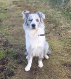 Mooie bordercollie ter dekking gesteld, Dieren en Toebehoren, Honden | Dekreuen, Rabiës (hondsdolheid), Reu, 1 tot 2 jaar, Eén hond