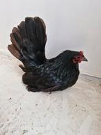 Hen chabo 2 jaar, Dieren en Toebehoren, Pluimvee, Vrouwelijk, Kip