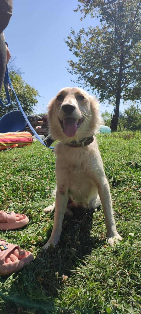 Maak kennis met Barsa – een dappere moeder vol liefde, Dieren en Toebehoren, Honden | Niet-rashonden, Middel, Teef, Particulier