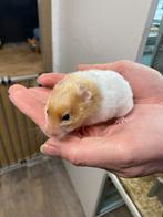 Tamme goudhamster vrouwtjes, Dieren en Toebehoren, Knaagdieren, Vrouwelijk, Hamster, Tam