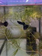 Guppy/Guppies Black Metal Lace, Vis, Zoetwatervis, Schoolvis