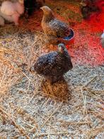 Mooie cochins., Meerdere dieren, Kip