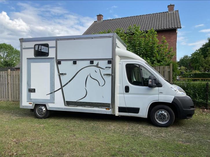 Paardenvrachtwagen B-rijbewijs Fiat Ducato, Dieren en Toebehoren, Paarden en Pony's | Trailers en Aanhangwagens, Overige typen