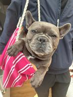 Franse bulldog, CDV (hondenziekte), Teef, Bulldog, Eén hond