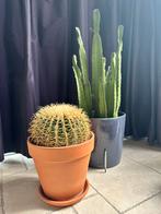 Twee knappe stoere cactussen, samen slechts €40! (P.st €25), Ophalen, Minder dan 100 cm, In pot, Cactus