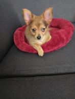 Pomchi pup, Dieren en Toebehoren, Honden | Chihuahua's en Gezelschapshonden, 15 weken tot 1 jaar, Rabiës (hondsdolheid), Eén hond
