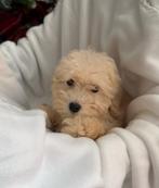 Maltipoo pups beschikbaar • Spoedig nieuw thuis gezocht!, Dieren en Toebehoren, Particulier, Rabiës (hondsdolheid), Overige rassen