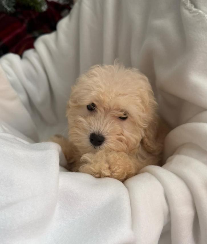 Maltipoo pups beschikbaar • Spoedig nieuw thuis gezocht!, Dieren en Toebehoren, Honden | Chihuahua's en Gezelschapshonden, Meerdere dieren