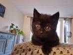 Schattigste poesjes te koop, nog 1 zwart poesje beschikbaar, Dieren en Toebehoren, Katten en Kittens | Overige Katten, Poes, Kortharig
