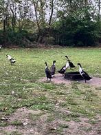 Indische loopeend, Dieren en Toebehoren, Pluimvee, Mannelijk, Eend