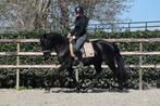 UNIEK! ## TOP BRAVE EN SUPER FIJNE MURGESE RUIN ##, B, Ruin, 3 tot 6 jaar, 160 tot 165 cm