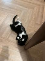 Karwei Visgraatvloer (laminaatvloer 75 m²), Ophalen, Zo goed als nieuw, 75 m² of meer, Laminaat