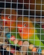 Piepjonge fischeries agapornis dwergpapegaaien, Dwergpapegaai of Agapornis, Tam