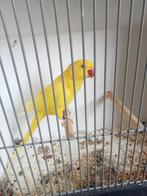 Hele mooi lutino halsband pop, Dieren en Toebehoren, Vogels | Parkieten en Papegaaien, Vrouwelijk, Parkiet