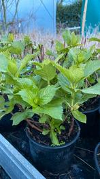 Witte boeren hortensia ‘soeur terese’, Tuin en Terras, Planten | Tuinplanten, Ophalen