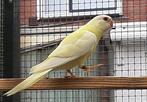 Splendid / splendids, Dieren en Toebehoren, Vogels | Parkieten en Papegaaien, Meerdere dieren, Parkiet, Geringd