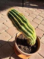 Cactus (excl pot)GRATIS OPHALEN, Ophalen, Cactus, Volle zon, Minder dan 100 cm
