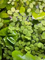 Salvinia Natans drijfplant, drijfplanten, Ophalen, Zo goed als nieuw, Plant(en), Steen of Hout