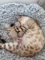 Prachtige Rasechte Bengaalse Kittens – Snow Lynx & Snow Mink, Meerdere dieren, Ontwormd