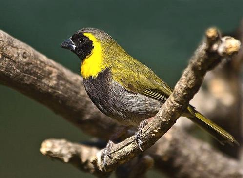 Div tropische  vogels, Dieren en Toebehoren, Vogels | Overige Vogels, Tropenvogel, Meerdere dieren