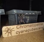 Chromatopelma cyanepubescens body 1.5 cm, Dieren en Toebehoren, Insecten en Spinnen, Bijen