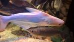 pangasius sutchi albino

35 cm, Dieren en Toebehoren, Vis, Zoetwatervis