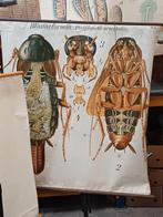 Grote partij schoolkaarten en posters te koop, Antiek en Kunst, Antiek | Schoolplaten, Ophalen, Natuur en Biologie