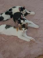 Gratis! 6 maanden oude kittens/ katten, Kater