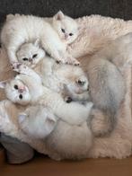 Britse Korthaar kittens – Silver Shaded & Black Silver Point, Dieren en Toebehoren, Katten en Kittens | Overige Katten, Meerdere dieren