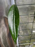 Hoya rindu rafflesia verse stek bengkulu, Ophalen of Verzenden, Overige soorten, Halfschaduw, Minder dan 100 cm