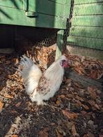 Haan, Mannelijk, Kip