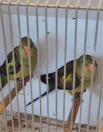 Bergparkiet, Dieren en Toebehoren, Vogels | Parkieten en Papegaaien, Parkiet