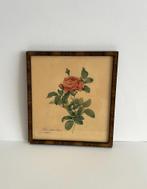 Vintage print Franse roos P. J. Redouté rozen afbeelding, Gebruikt, Nederland, Ophalen of Verzenden, Print