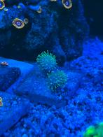 Leder koraal paddenstoel, Dieren en Toebehoren, Overige typen